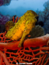 Tigertail Seahorse "hang in there!" Taken while Scuba Div... by Daniel Sasse 